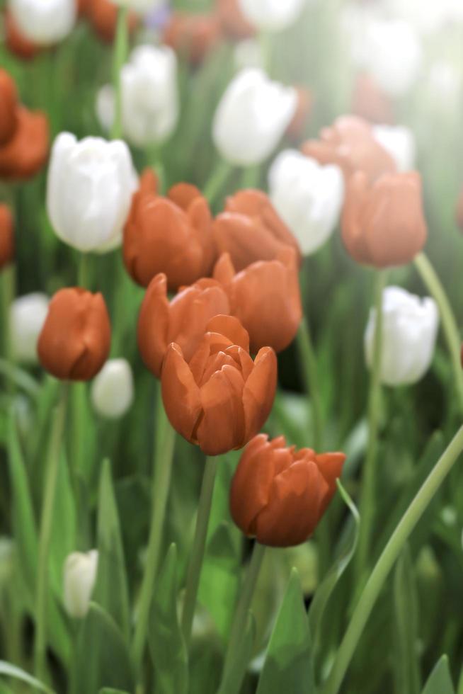 Red and white tulip flower blooming in the spring garden, soft selective focus photo
