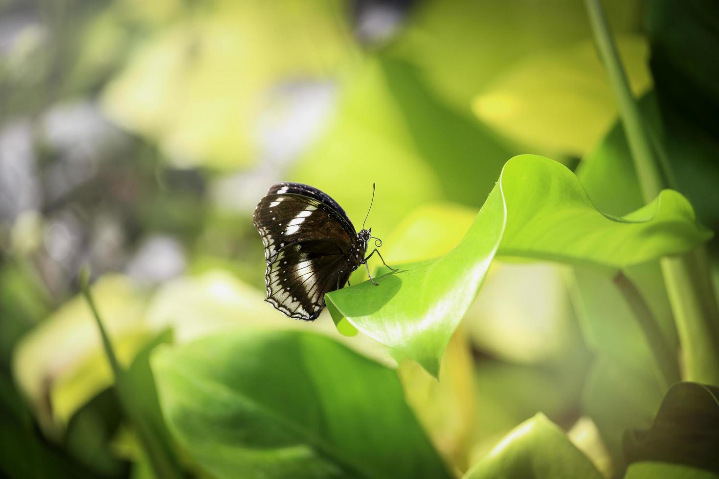 Butterfly butterfly on green leaf in summer spring garden photo