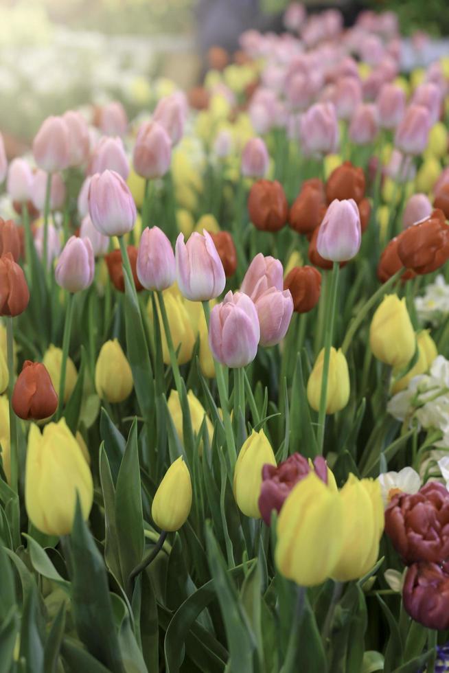 Colorful tulip flower blooming in the spring garden, soft selective focus photo