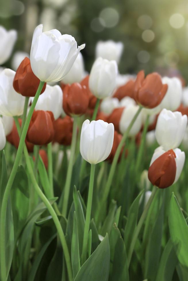 Red and white tulip flower blooming in the spring garden, soft selective focus photo