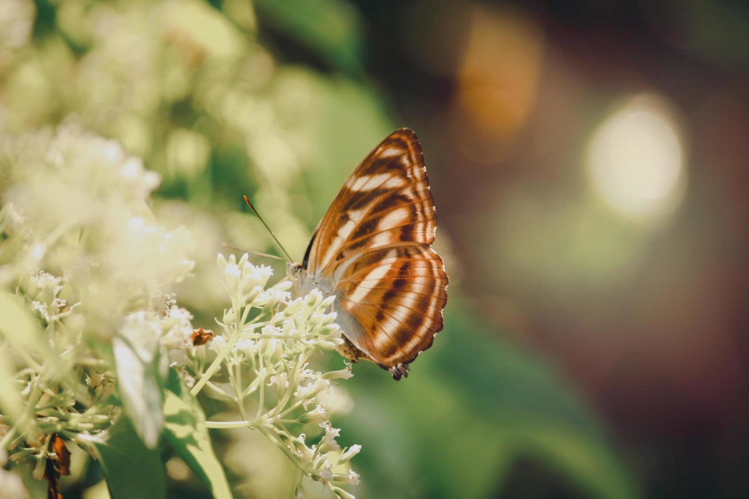 Butterfly butterfly on wild flower in summer spring field photo