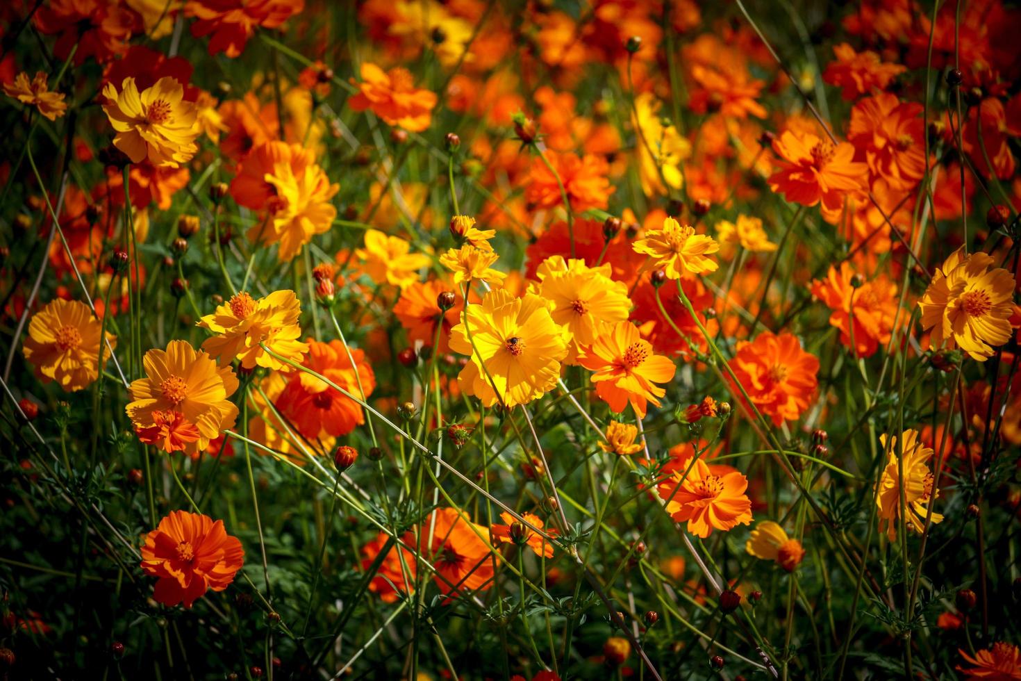 Orange and yellow cosmos flower blooming cosmos flower field, beautiful vivid natural summer garden outdoor park image. photo