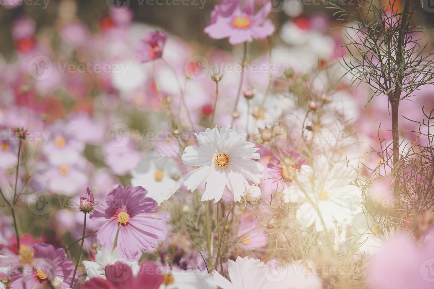 flor de cosmos blanca y rosa floreciente campo de flores de cosmos, hermosa imagen de parque al aire libre de jardín de verano natural vívido. foto