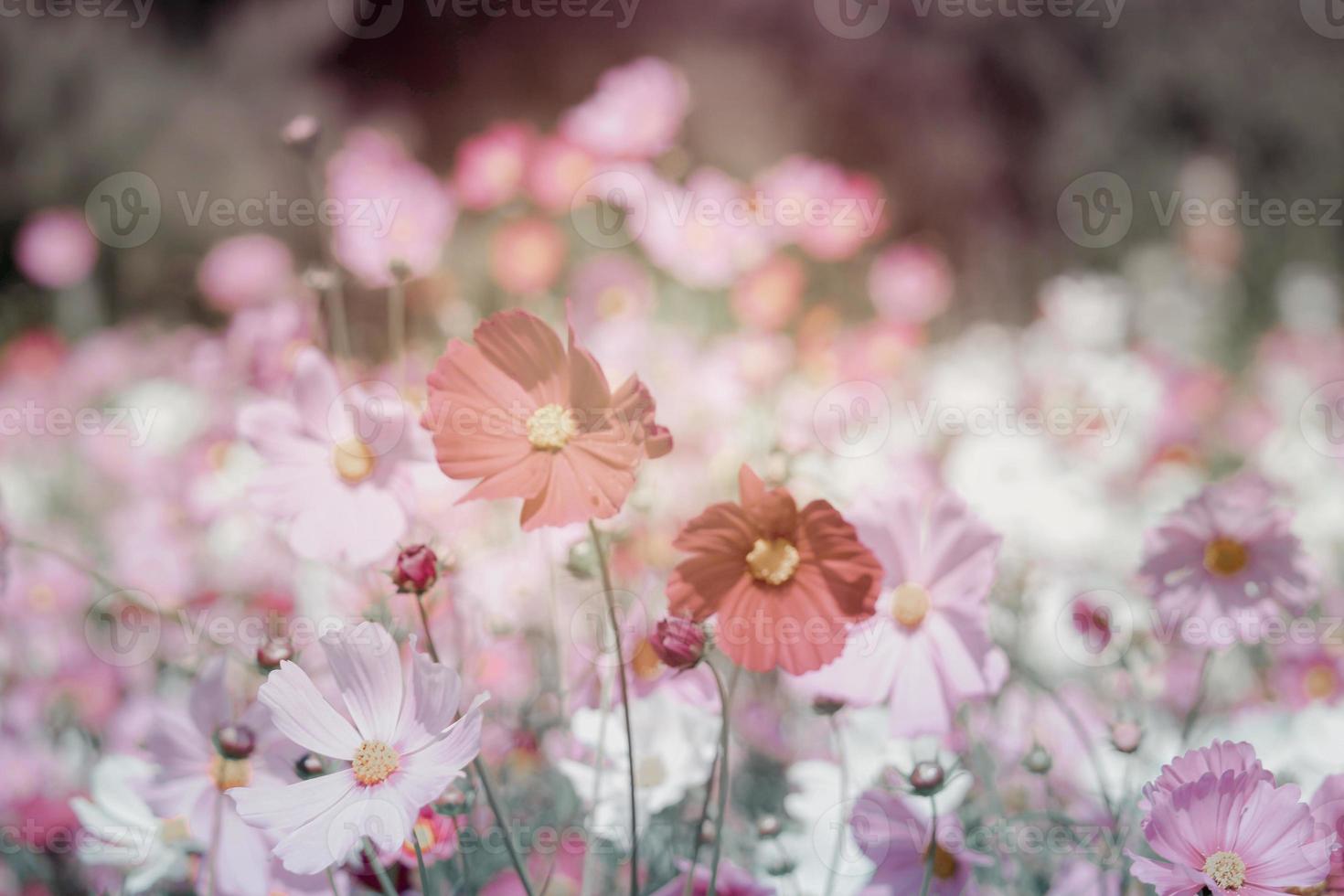 Pink cosmos flower blooming cosmos flower field, beautiful vivid natural summer garden outdoor park image. photo