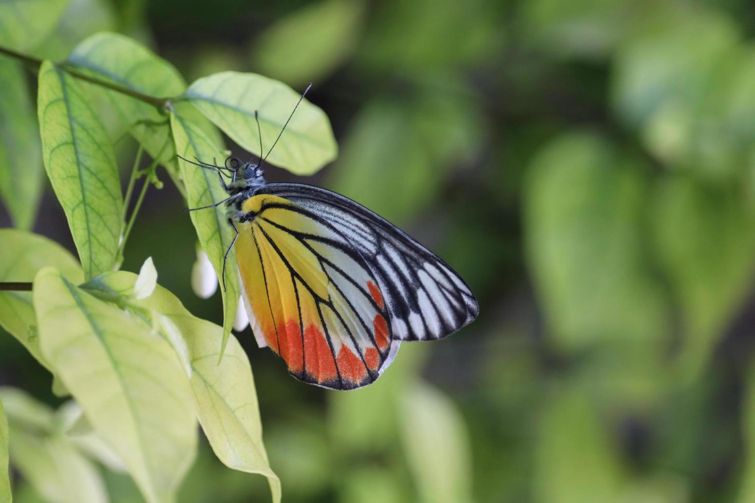 Closeup beautiful butterfly on wild water plum white flower in summer garden, monarch tiger butterfly wildlife insect in nature photo