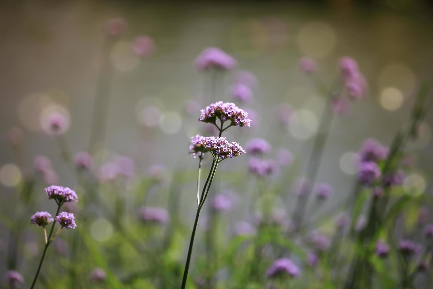 flor de verbena verbena argentina o vervain purpletop hermosas flores de color púrpura que florecen en el prado foto