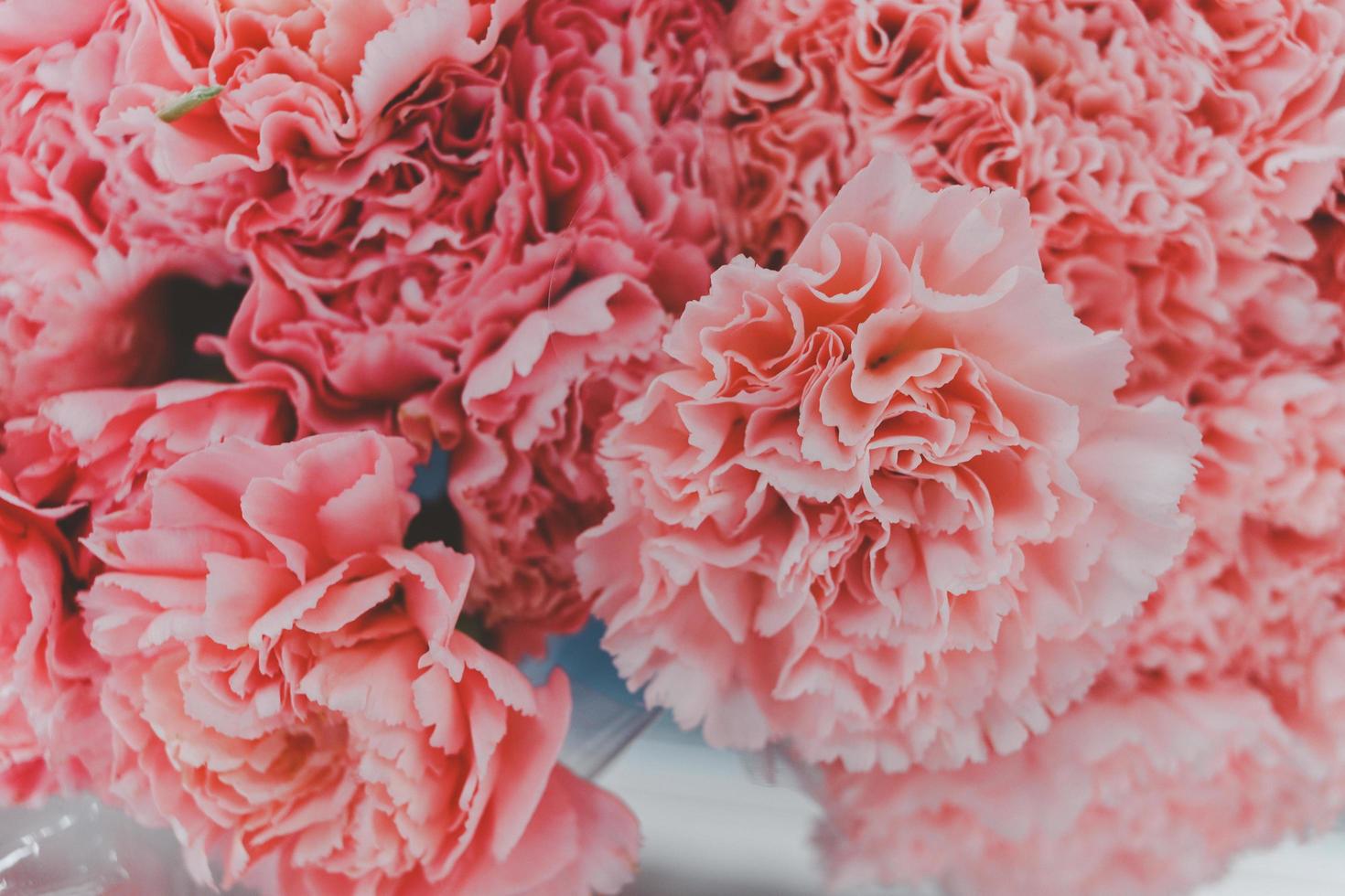 hermoso fondo de flor de clavel rosa, flores de verano florecientes festivas. foto