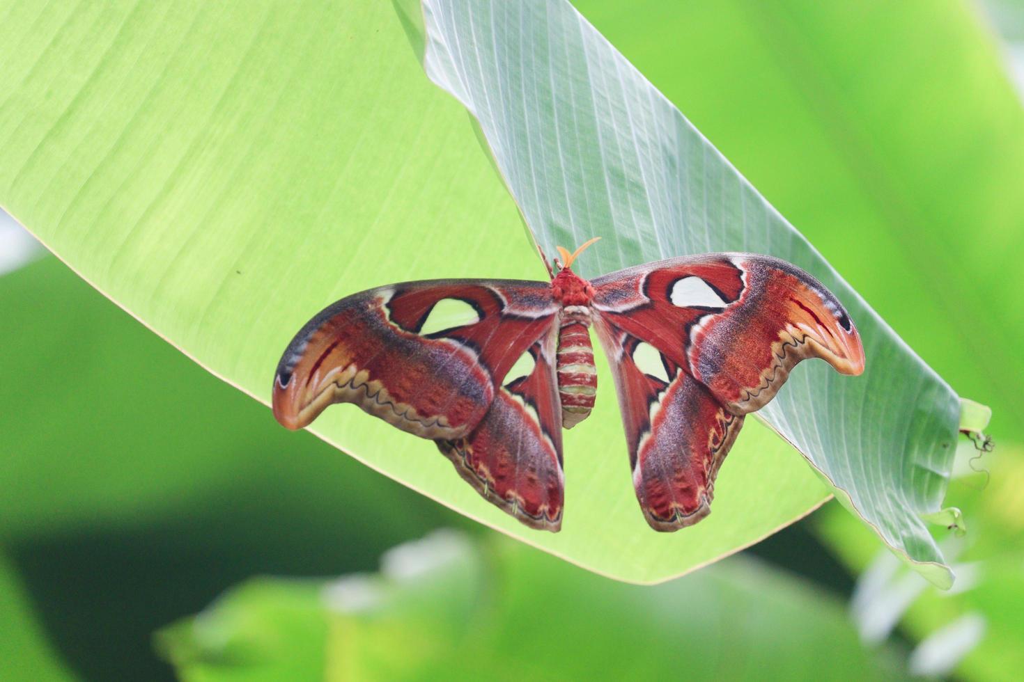 Atlas giant moth Attacus atlas butterfly insect animal on green leaf plant, wildlife in nature. photo