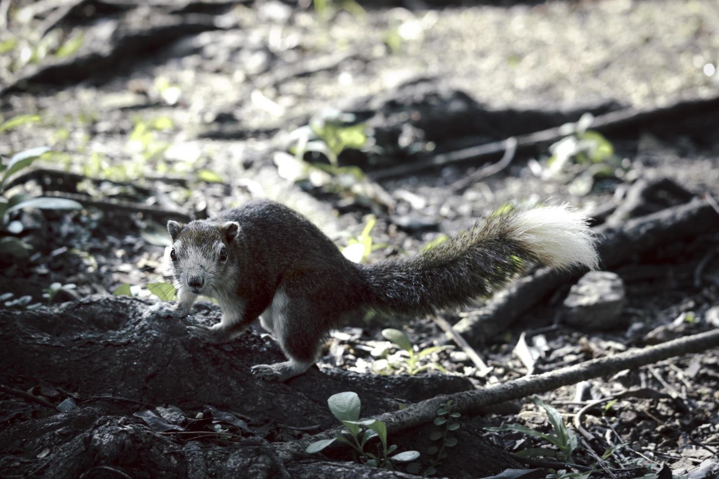 Brown squirrel climbing an tree root in park photo