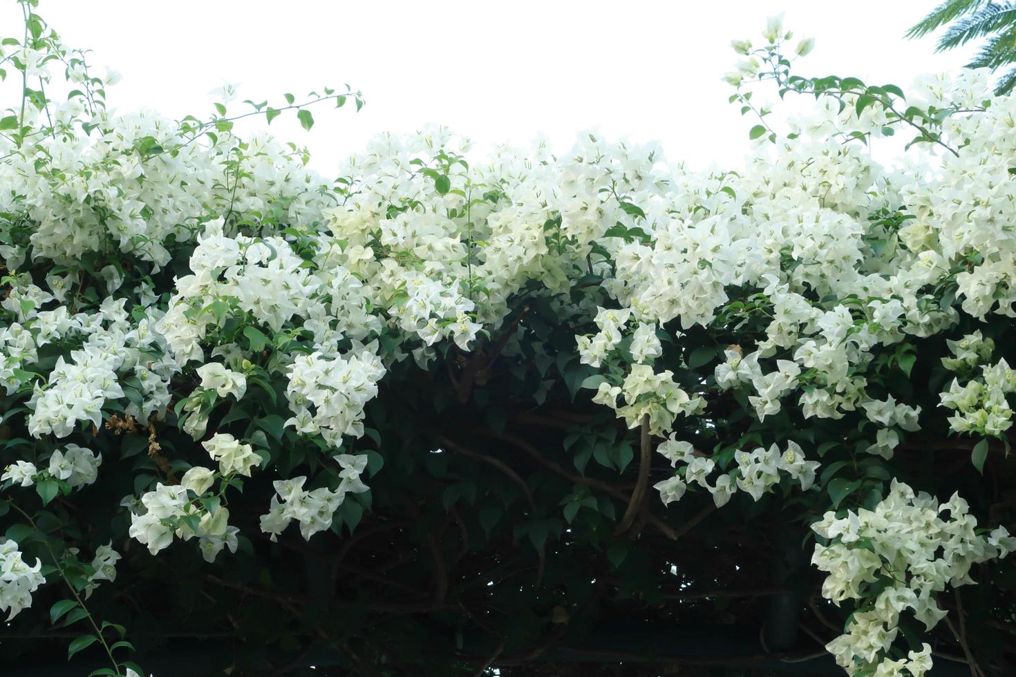 hermosa buganvilla blanca, flor de papel tropical que florece en el jardín de verano foto