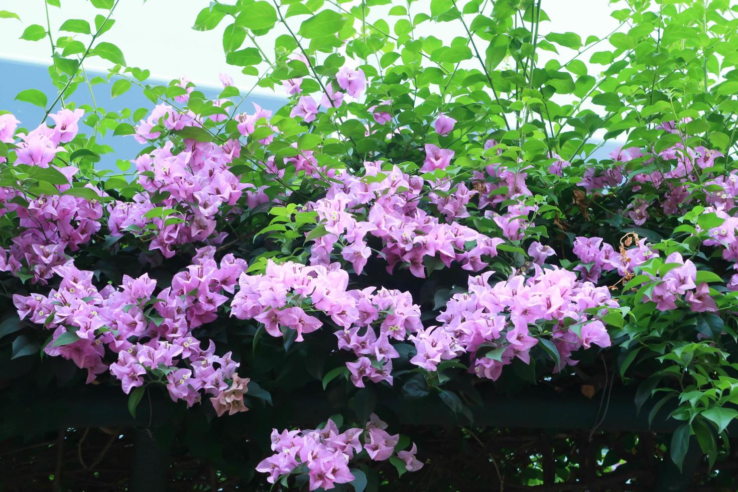 Beautiful pink bougainvillea, tropical paper flower blooming in summer garden photo