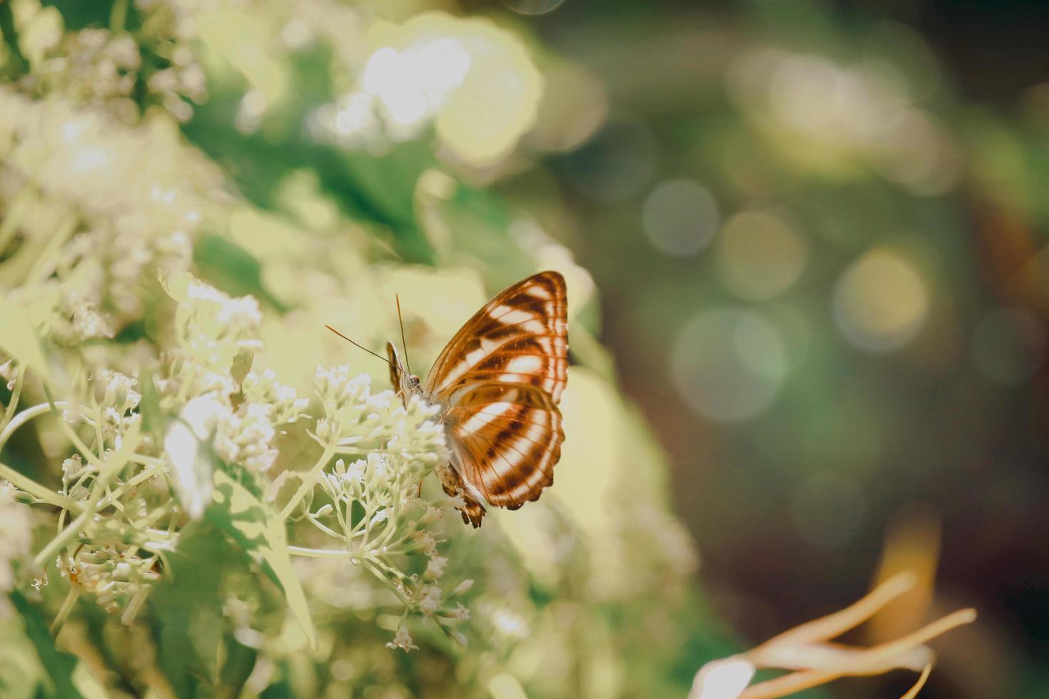 Butterfly butterfly on wild flower  in summer spring field photo