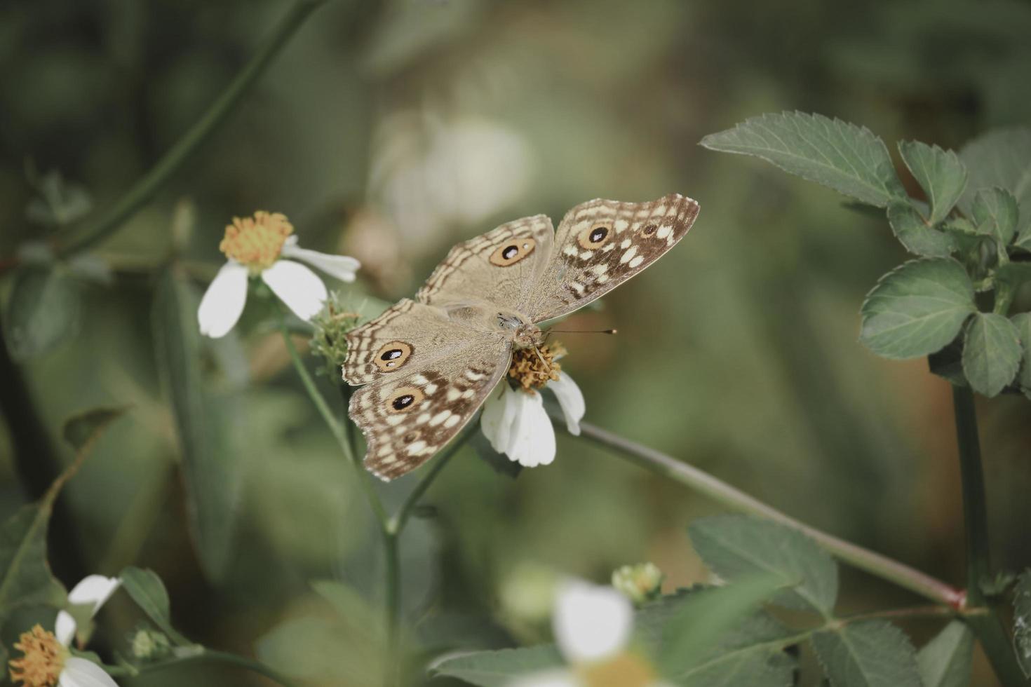 Butterfly butterfly on wild flower in summer spring field photo