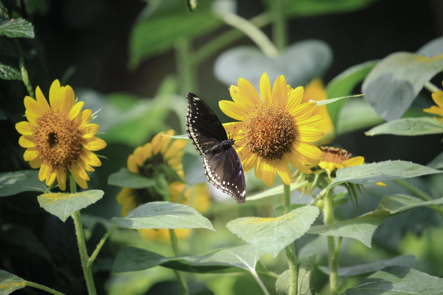 Butterfly butterfly on yellow sunflower in summer spring garden photo