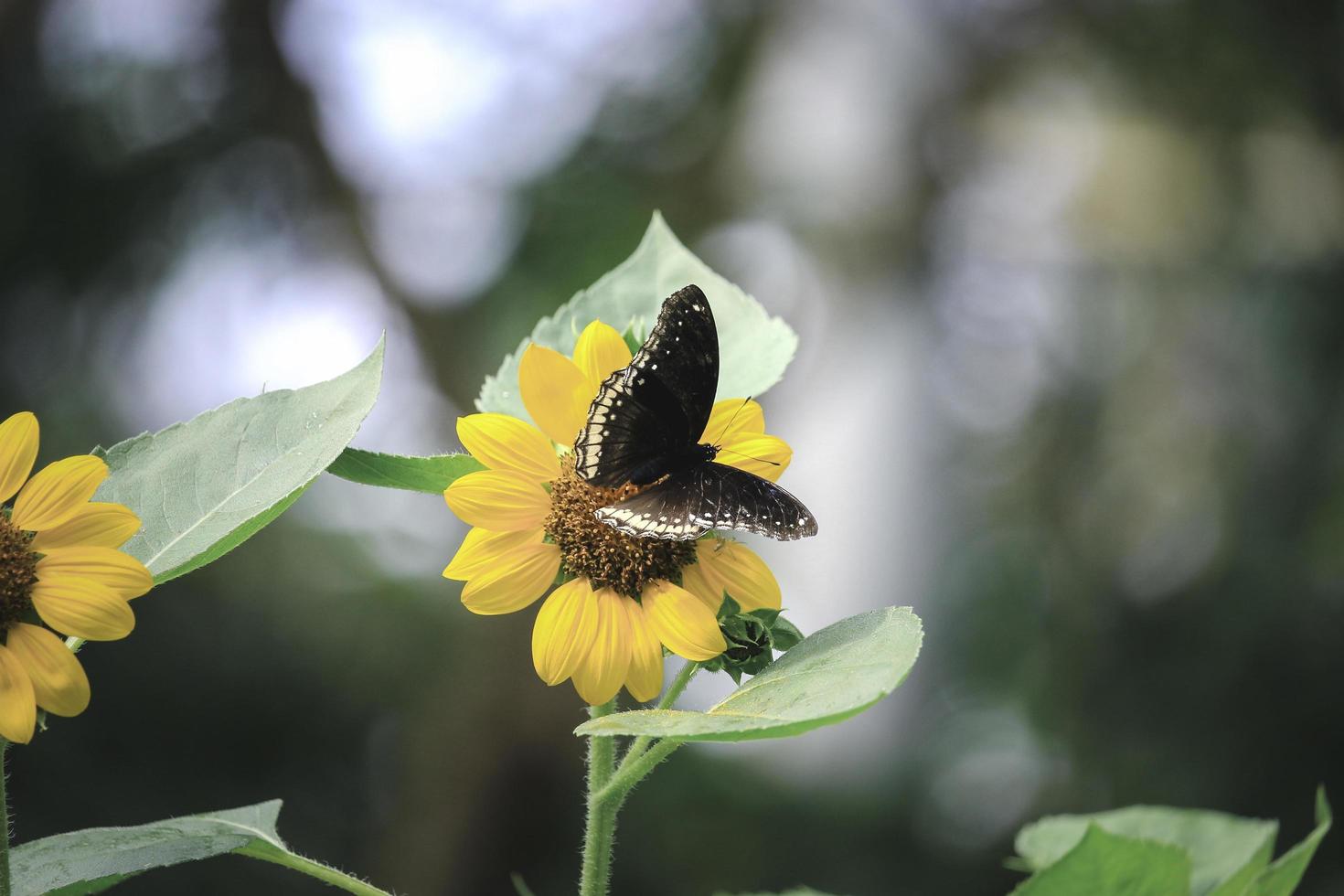 Butterfly butterfly on yellow sunflower in summer spring garden photo