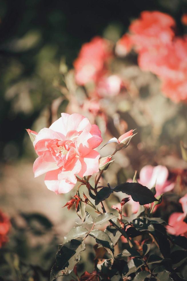 Orange roses blooming in the summer garden, one of the most fragrant flowers, best smelling, beautiful and romantic flowers photo