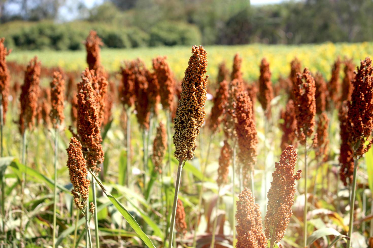 espiga de sorgo en un campo agrícola, mijo egipcio, feterita, maíz de guinea, jowar foto