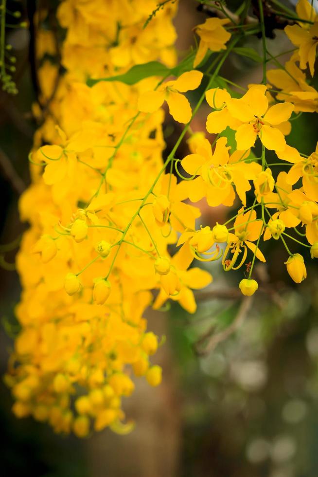 Beautiful golden shower flower Ratchaphruek, tropical yellow flower blooming in summer garden photo