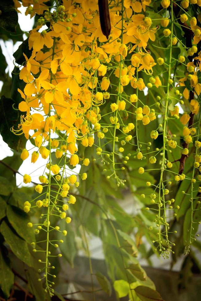 Beautiful golden shower flower Ratchaphruek, tropical yellow flower blooming in summer garden photo