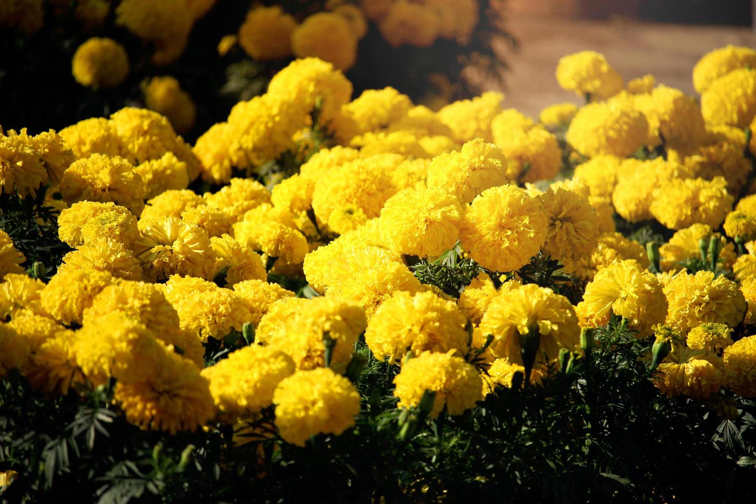 Beautiful yellow marigold flowers blooming in the summer garden photo