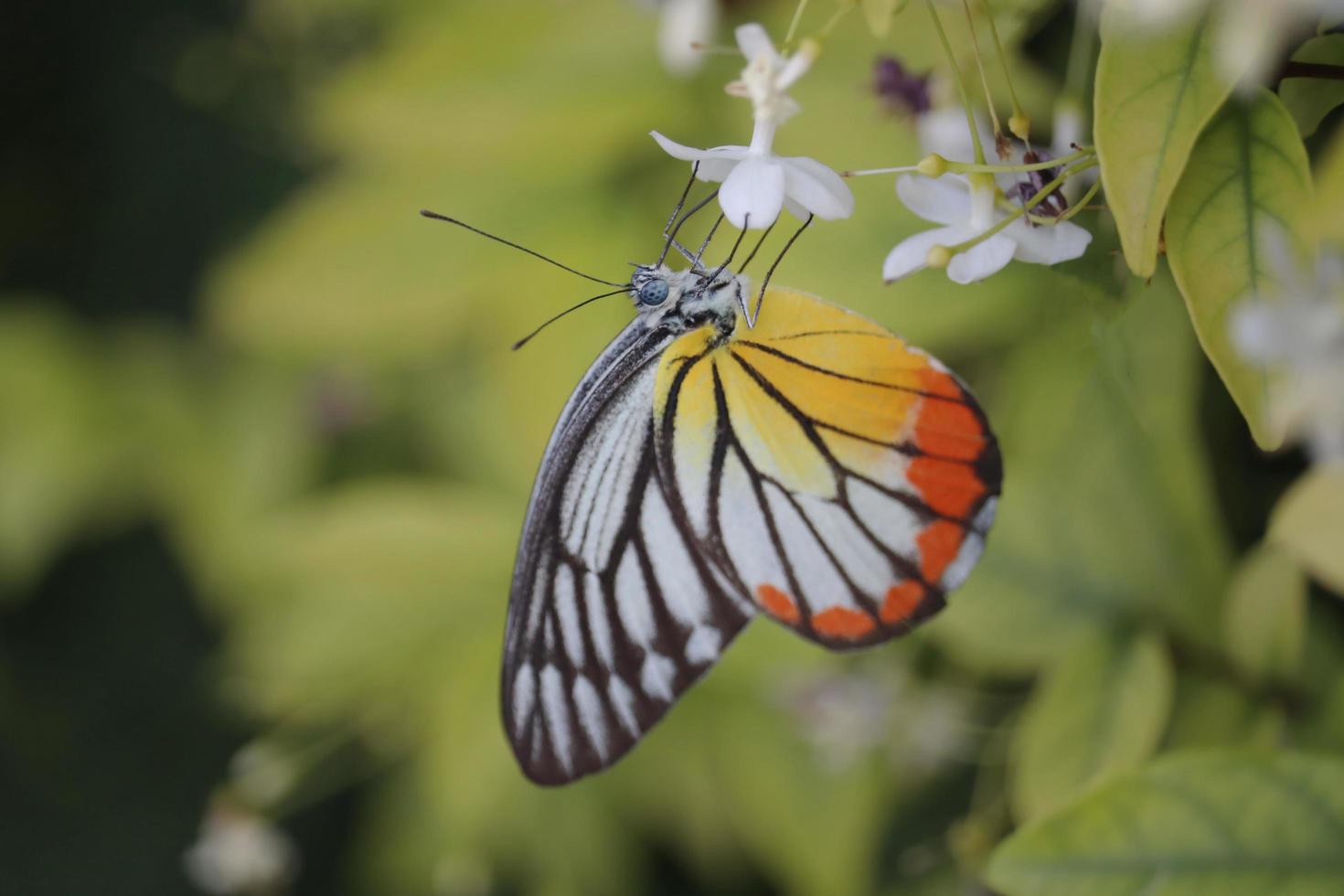 Closeup beautiful butterfly on wild water plum white flower in summer garden, monarch tiger butterfly wildlife insect in nature photo