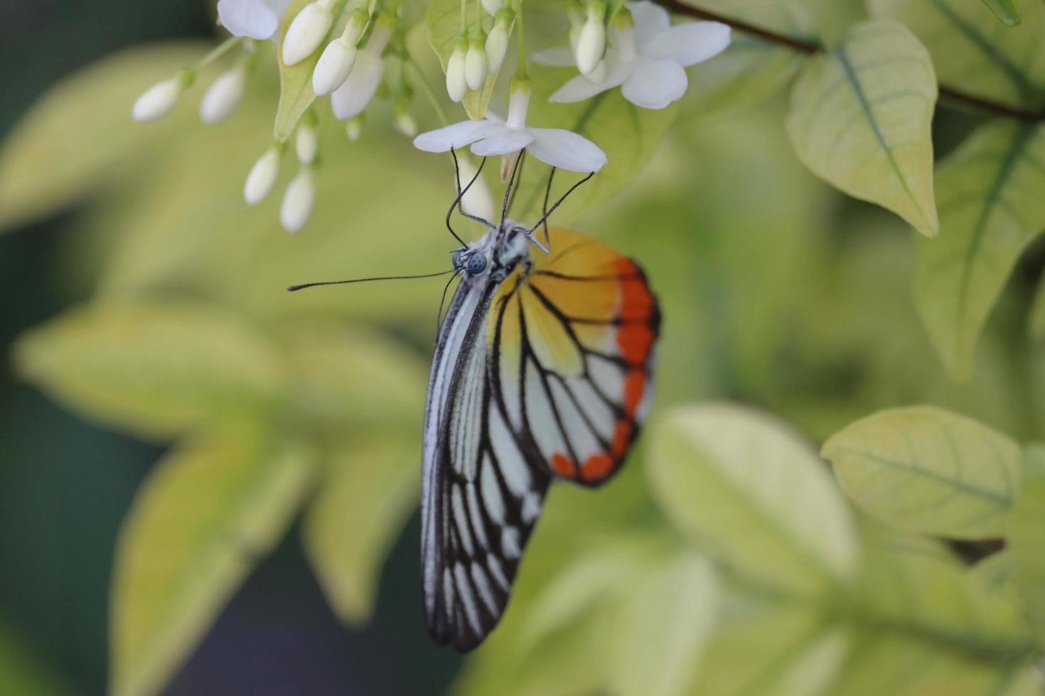 Closeup beautiful butterfly on wild water plum white flower in summer garden, monarch tiger butterfly wildlife insect in nature photo