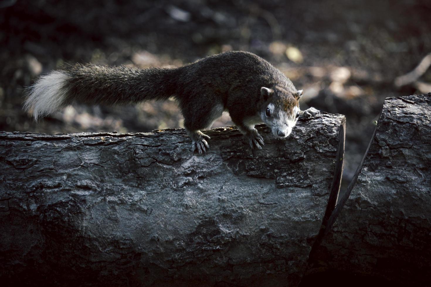 Brown squirrel climbing an old tree in park photo