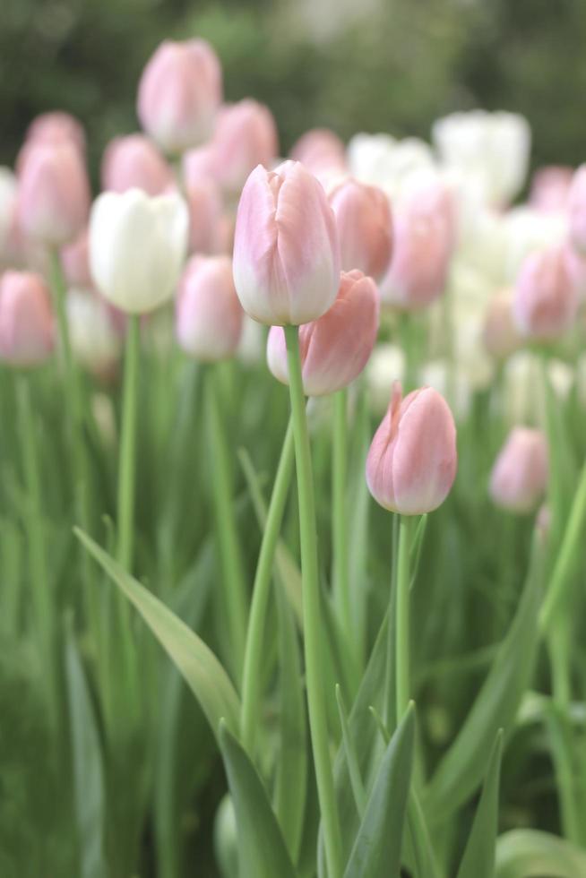 flor de tulipán rosa que florece en el jardín de primavera, enfoque selectivo suave foto