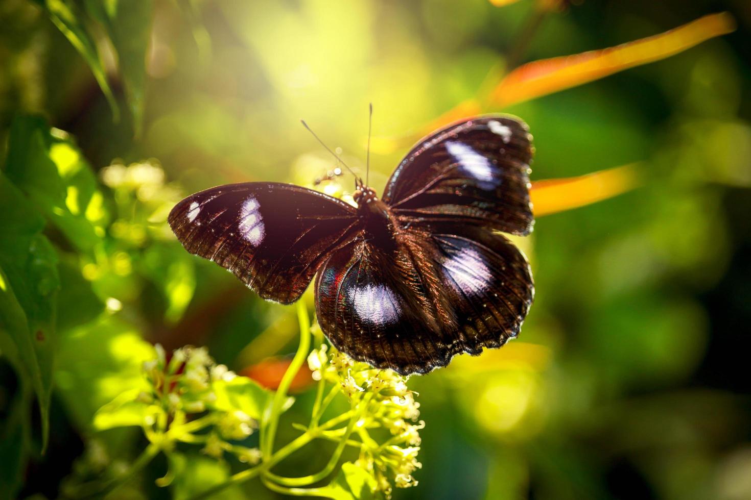 Butterfly butterfly on wild flower  in summer spring field photo