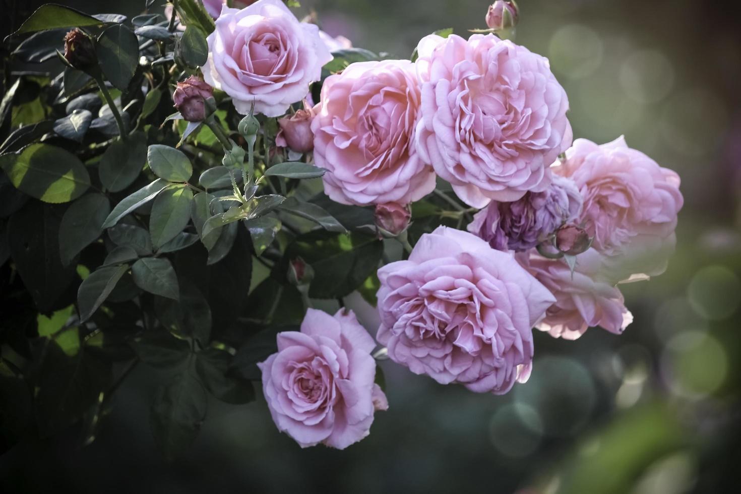 rosas inglesas rosadas que florecen en el jardín de verano, una de las flores más fragantes, la flor con mejor olor, hermosa y romántica foto