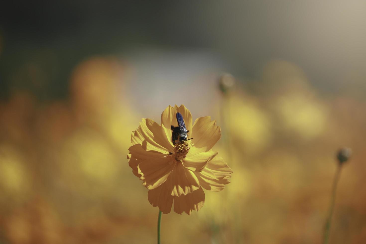 flor de cosmos naranja y amarilla floreciente campo de flores de cosmos, hermosa imagen de parque al aire libre de jardín de verano natural vívido. foto