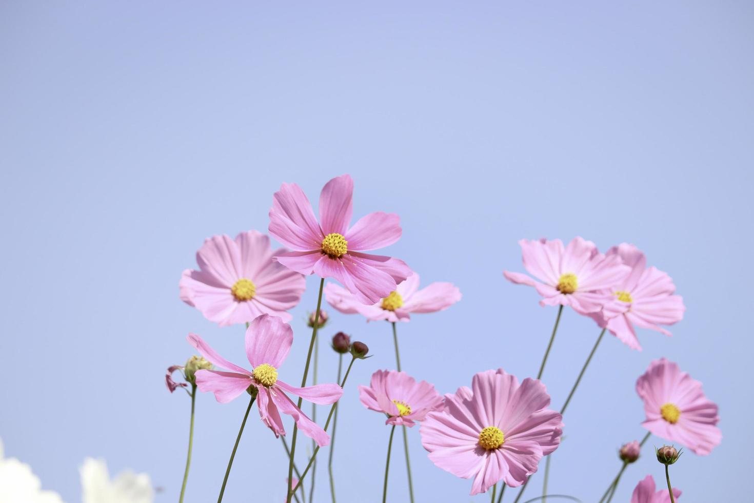 flor de cosmos rosa campo de flores de cosmos floreciente con cielo azul, hermosa imagen de parque al aire libre de jardín de verano natural vívido. foto