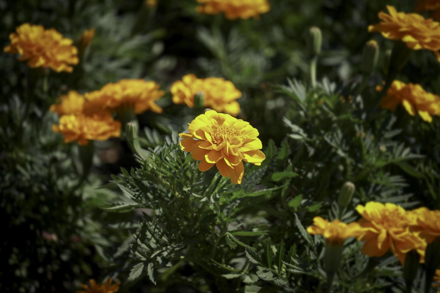 Beautiful french orange marigold flowers blooming in the summer garden photo