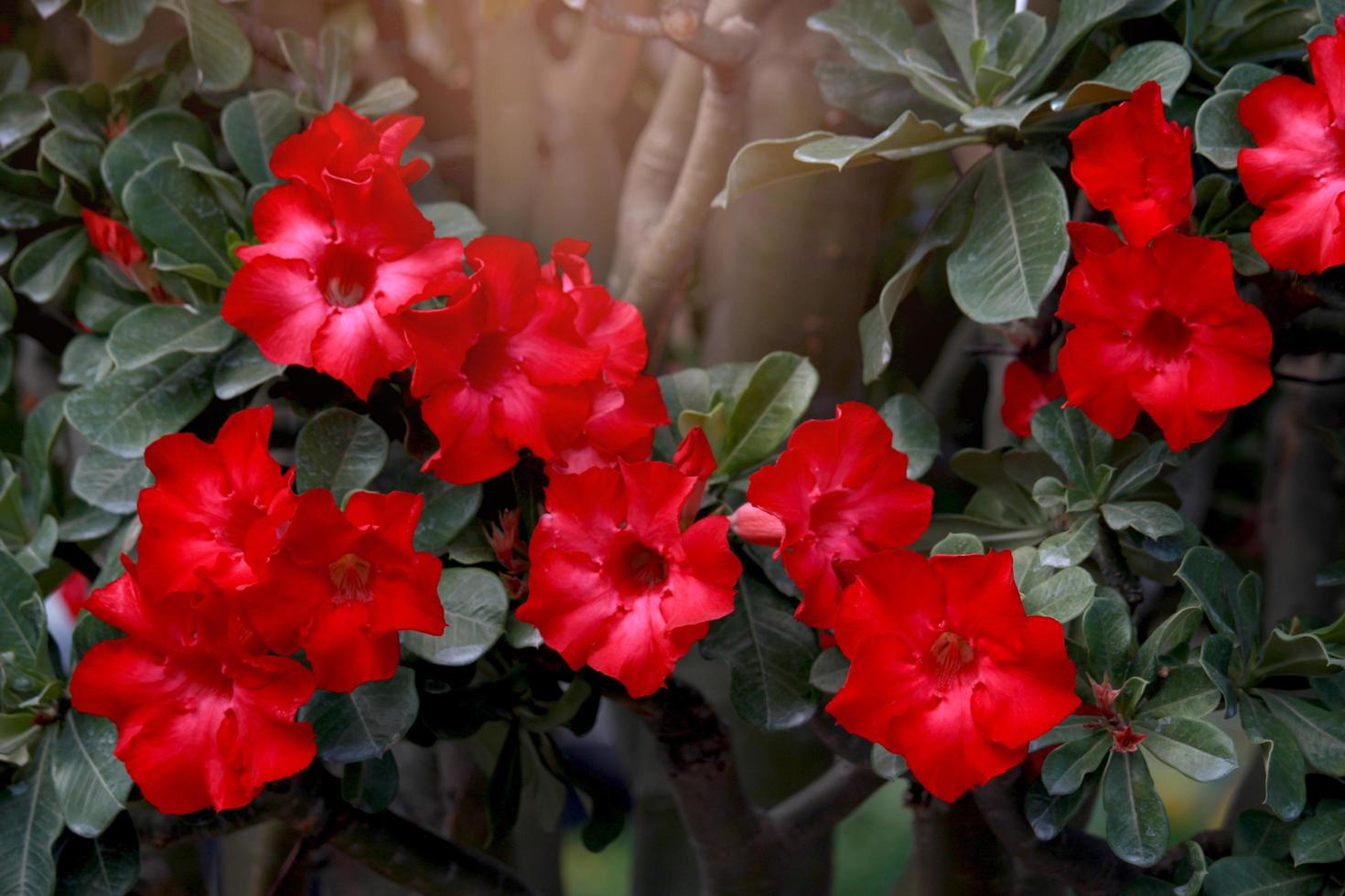 Deep red beautiful desert rose Adenium flower blooming in the summer garden photo