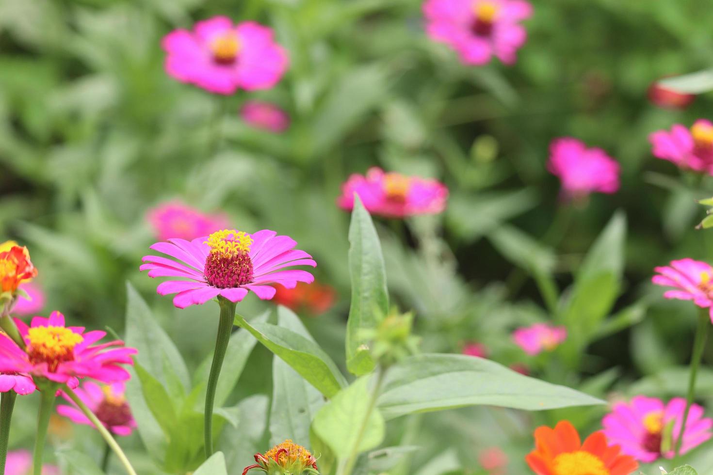 Beautiful bright purple pink zinnia blooming in summer flower field garden. photo