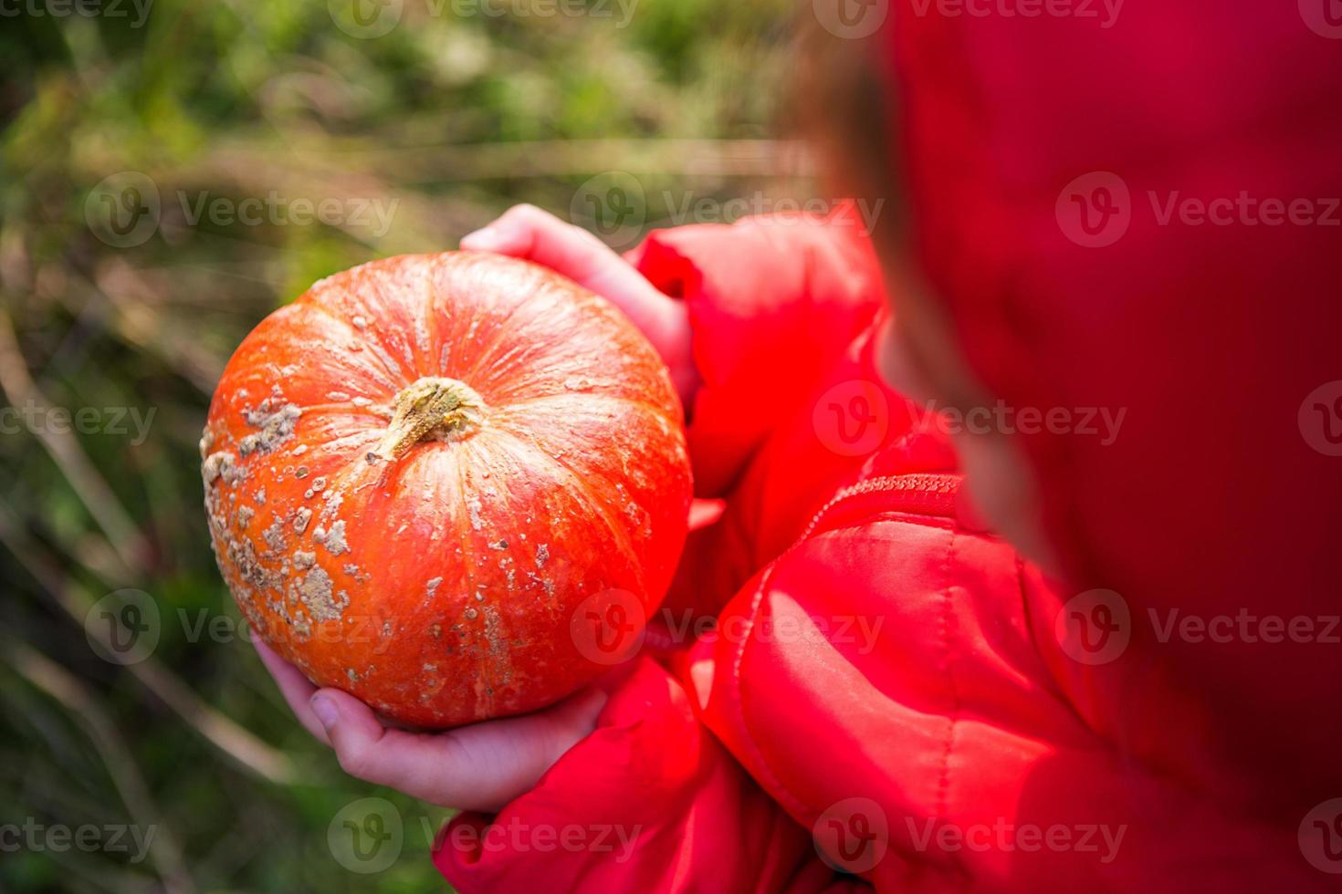 Orange round pumpkin in the hands of a little Caucasian girl in a bright red jacket with a hood. Focus on the pumpkin. Harvest festival, thanksgiving, eco-friendly food, autumn atmosphere, Halloween. photo