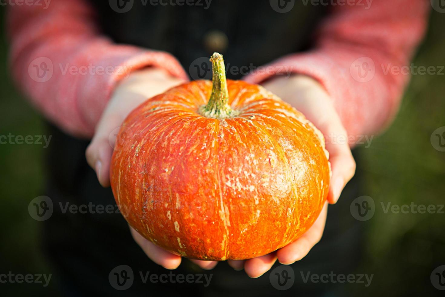 Orange round pumpkin in women's hands on a dark green background. Autumn harvest festival, farming, gardening, thanksgiving, Halloween. Warm atmosphere, natural products. Space for text photo
