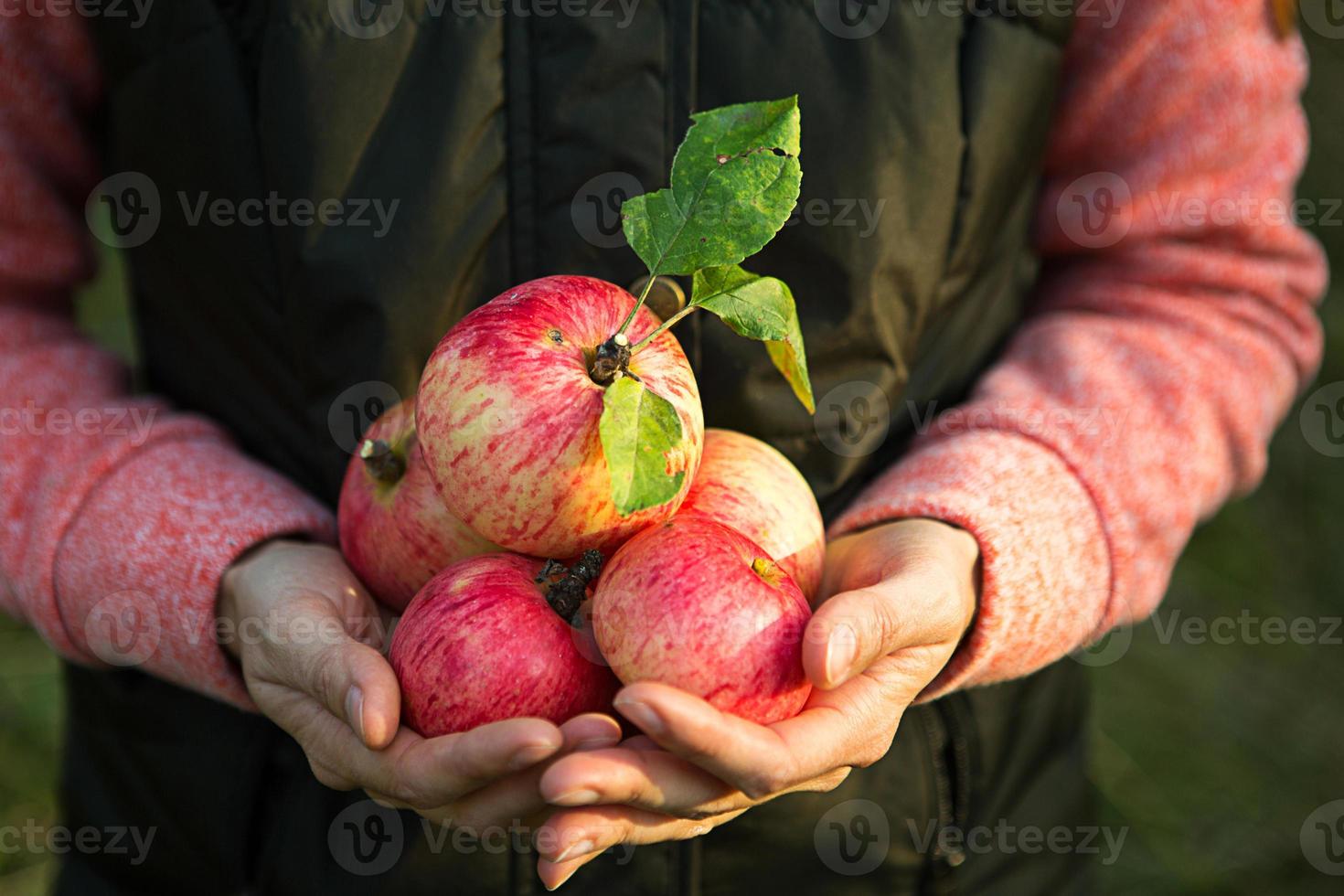 Pink with stripes fresh apples from branches in women's hands on a dark green background. Autumn harvest festival, agriculture, gardening, thanksgiving. Warm atmosphere, natural eco-friendly products photo