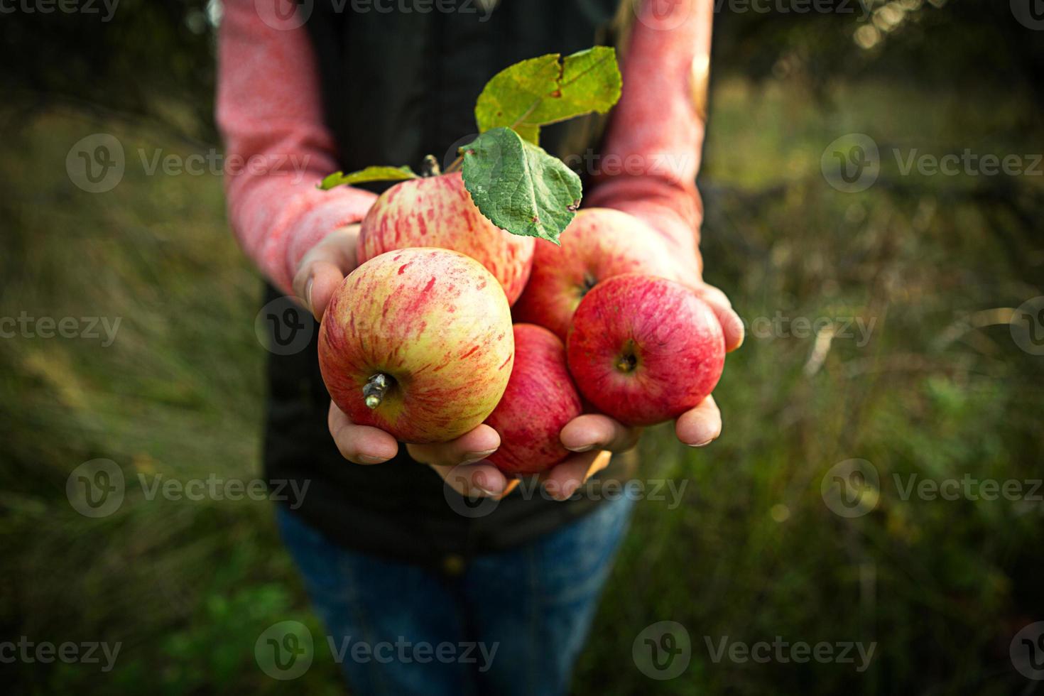 Pink with stripes fresh apples from branches in women's hands on a dark green background. Autumn harvest festival, agriculture, gardening, thanksgiving. Warm atmosphere, natural eco-friendly products photo
