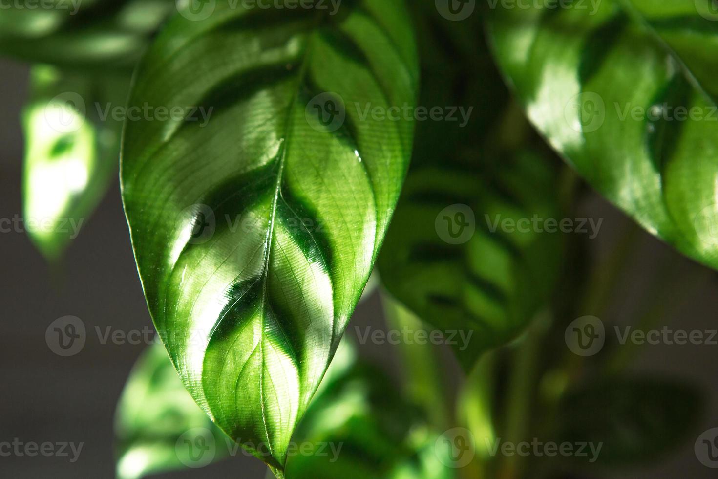 Calathea leopardina green pattern leaf close-up. Potted house plants, green home decor, care and cultivation, marantaceae variety. photo