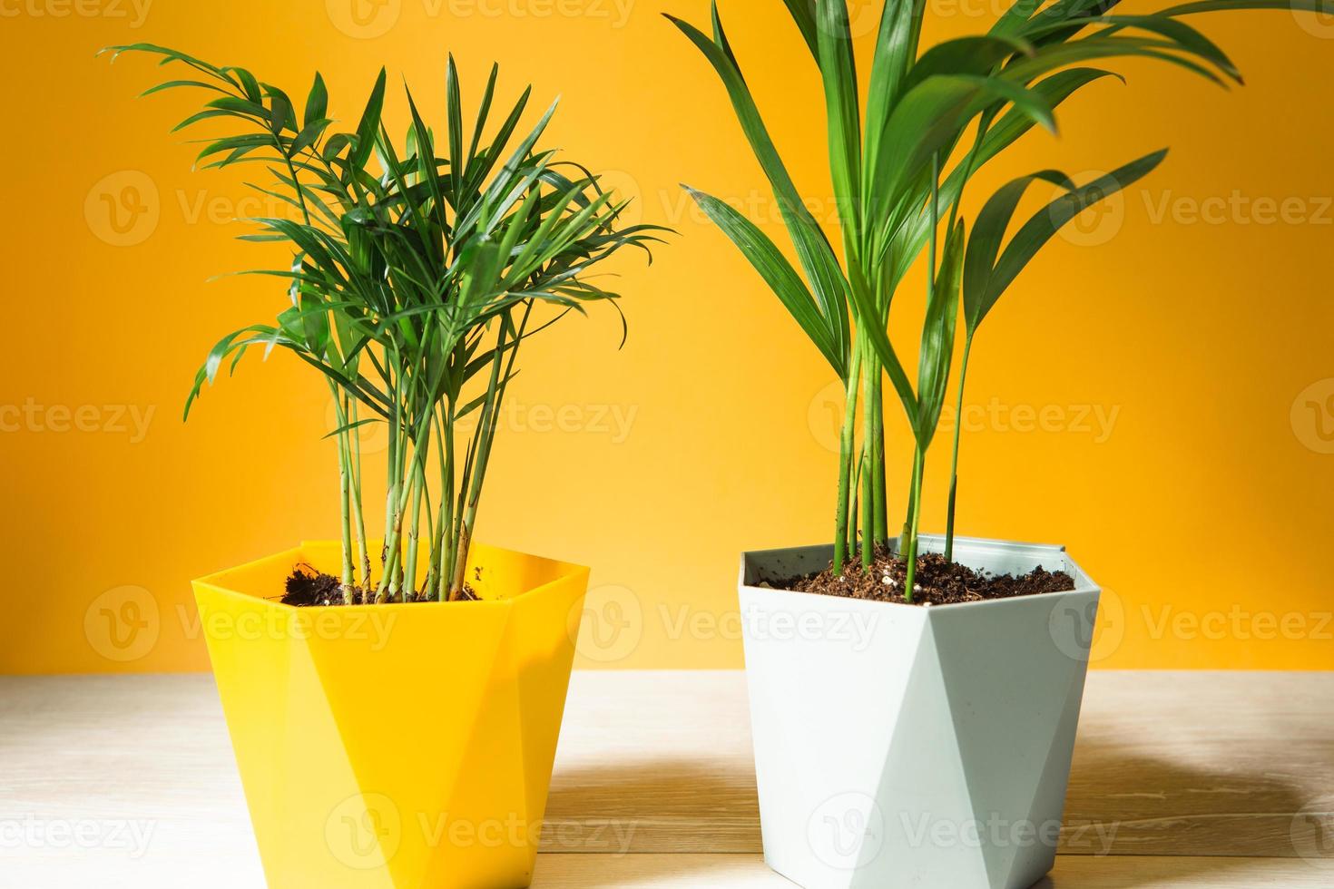 palm hamedorea bambú en una olla - primer plano de plantas de interior.  hovea planta tropical, cuidado y cultivo 7354314 Foto de stock en Vecteezy