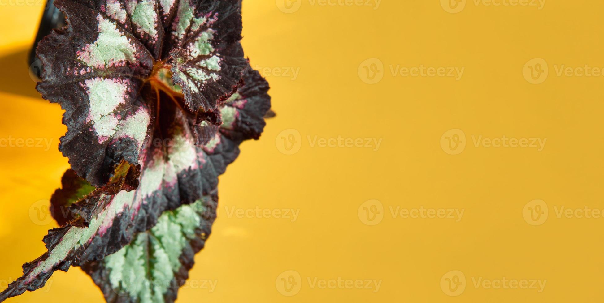 Beautiful leaves of decorative deciduous begonia with a close-up ornament in a pot. Copy space. Growing potted house plants, green home decor, care and cultivation photo