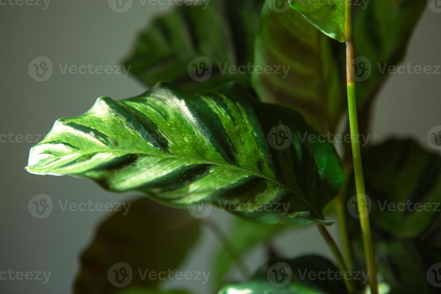 Calathea Lietzei green striped pattern leaf close-up. Potted house plants, green home decor, care and cultivation, marantaceae variety. photo