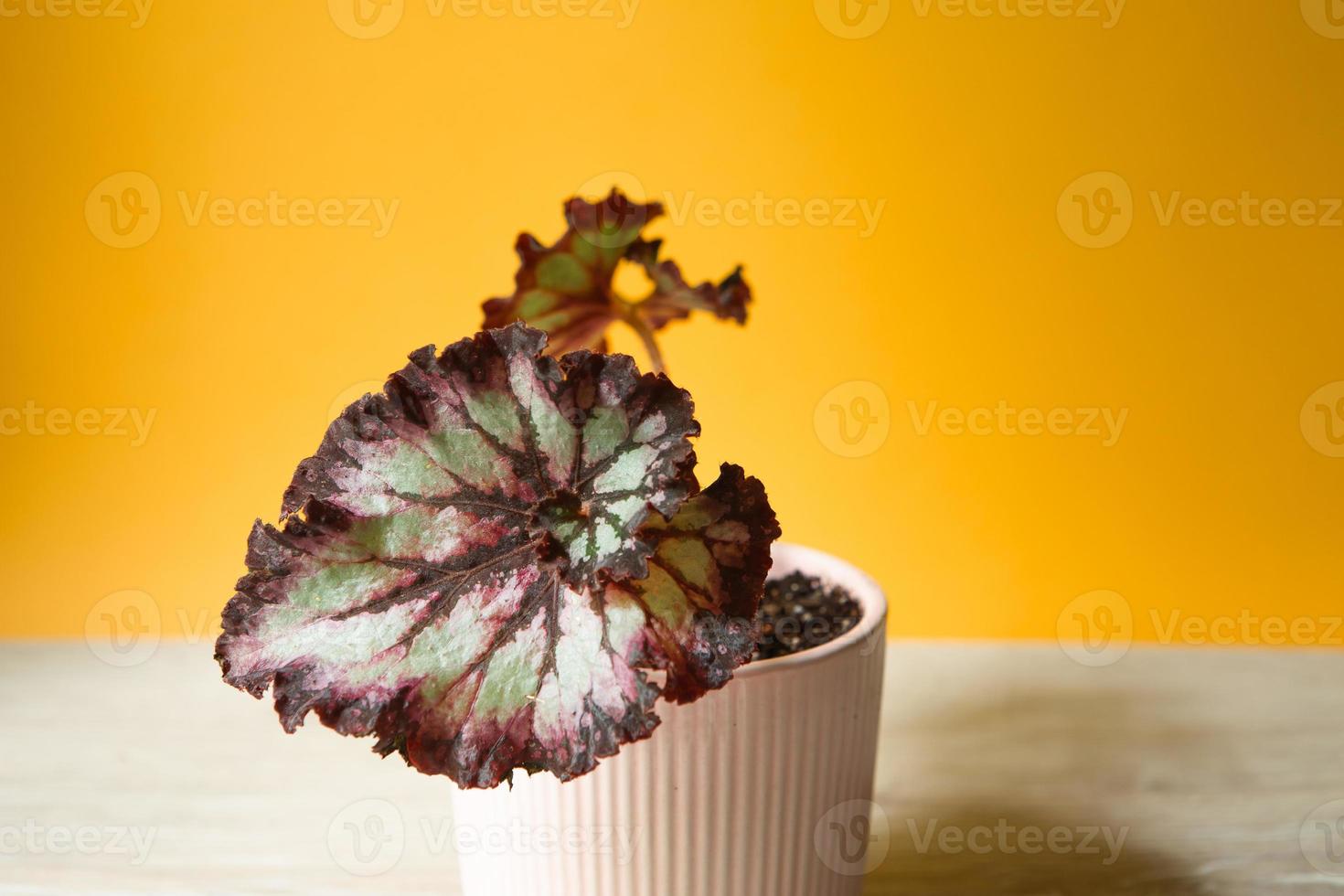 Beautiful leaves of decorative deciduous begonia with a close-up ornament in a pot. Copy space. Growing potted house plants, green home decor, care and cultivation photo
