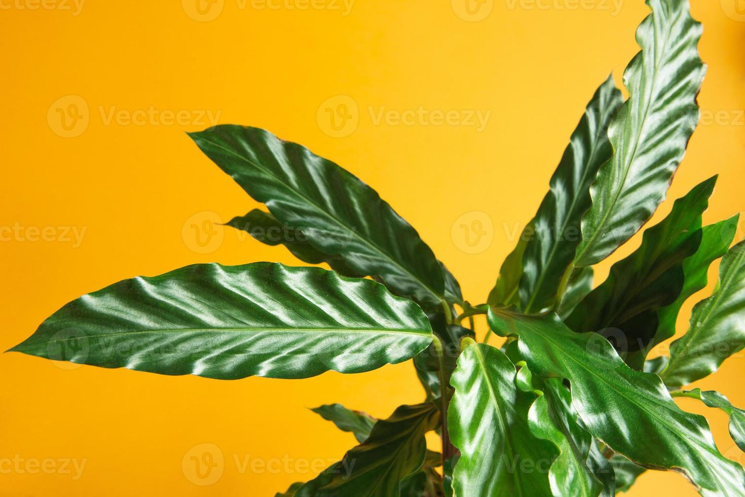 Calathea rufibarba green velvet leaf close-up. Potted house plants, green home decor, care and cultivation, marantaceae variety. photo