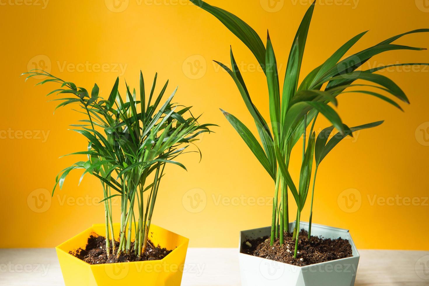palm hamedorea bambú en una olla - primer plano de plantas de interior.  hovea planta tropical, cuidado y cultivo 7354325 Foto de stock en Vecteezy