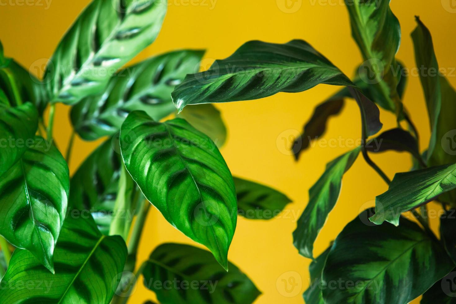 Calathea leopardina green pattern leaf close-up. Potted house plants, green home decor, care and cultivation, marantaceae variety. photo