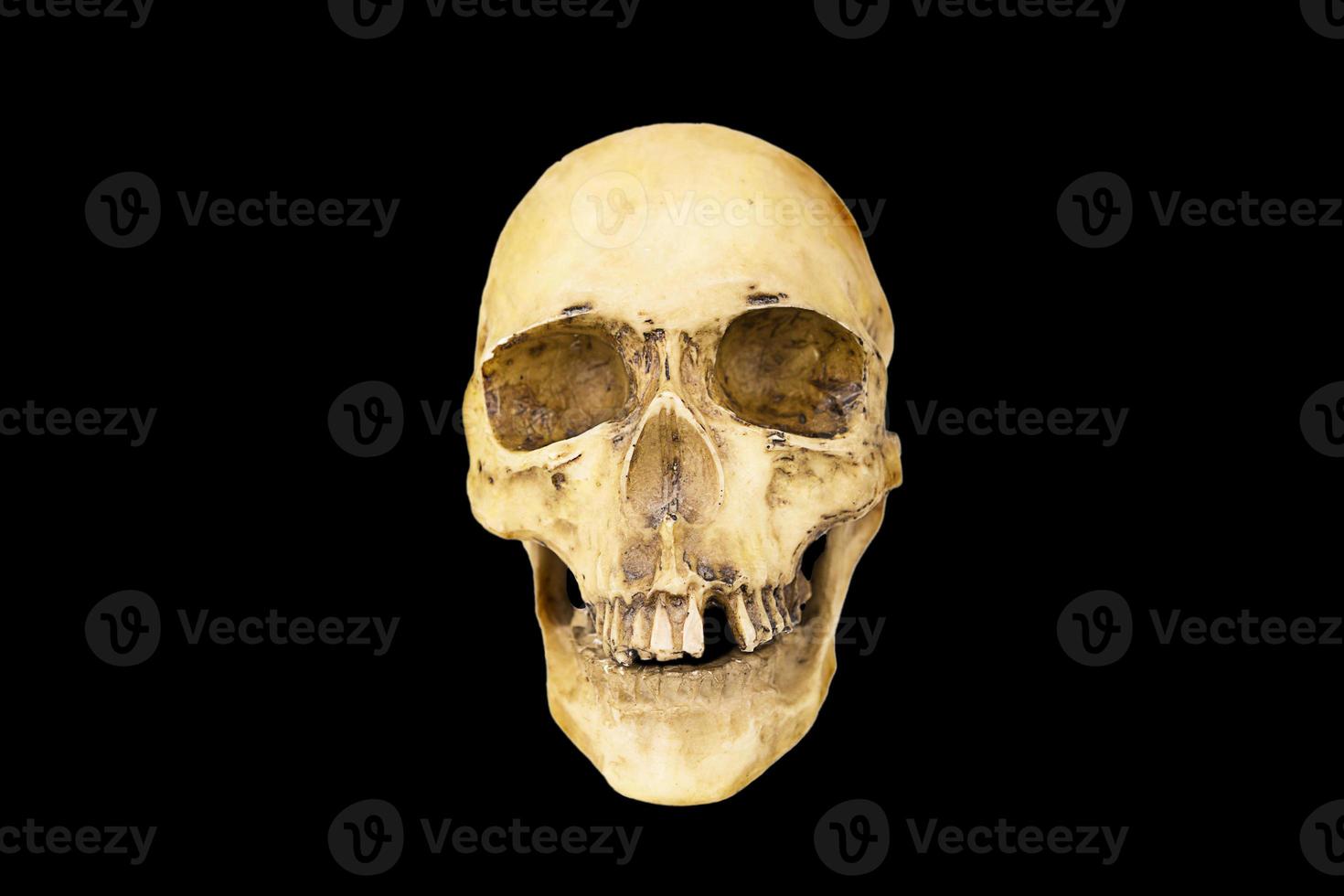 A model of a human skull on a black background, isolated. Head bone, eye sockets, teeth-a concept for science, medicine, Halloween. Copy space. photo