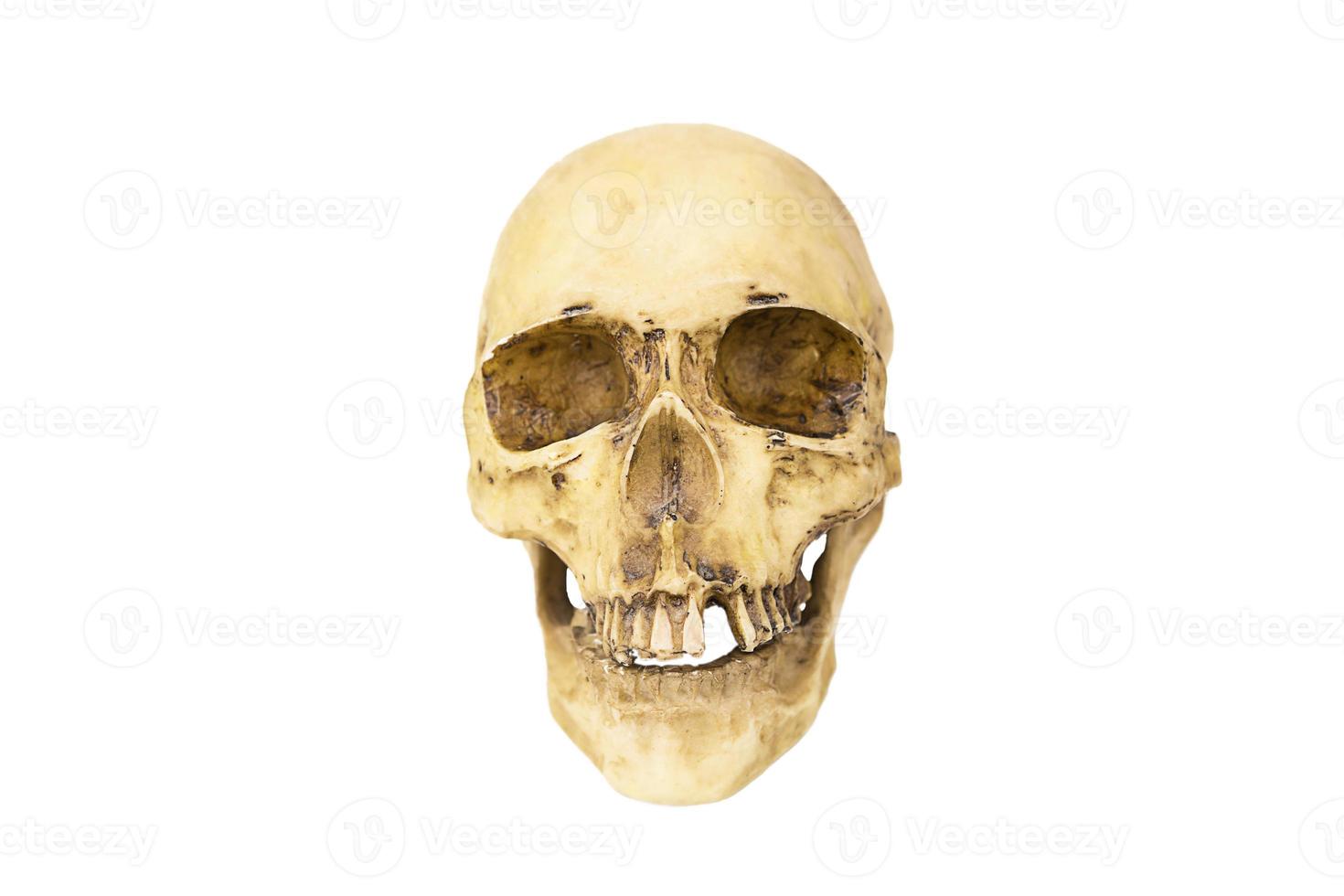 A model of a human skull on a white background, isolated. Head bone, eye sockets, teeth-a concept for science, medicine, Halloween. photo