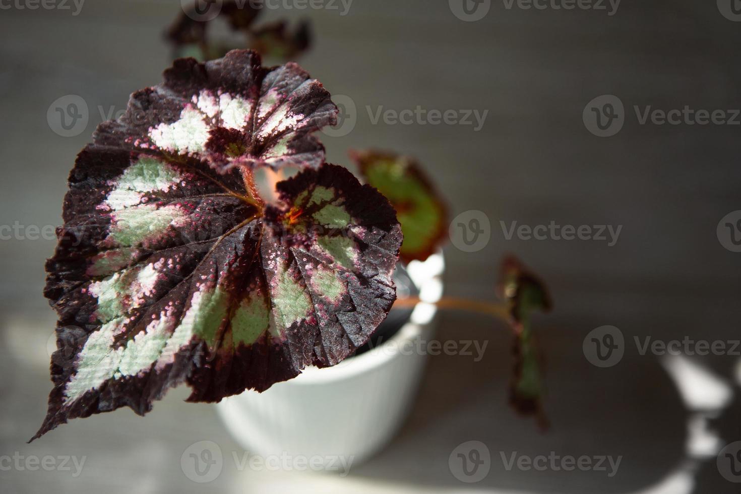 Beautiful leaves of decorative deciduous begonia with a close-up ornament in a pot. Copy space. Growing potted house plants, green home decor, care and cultivation photo